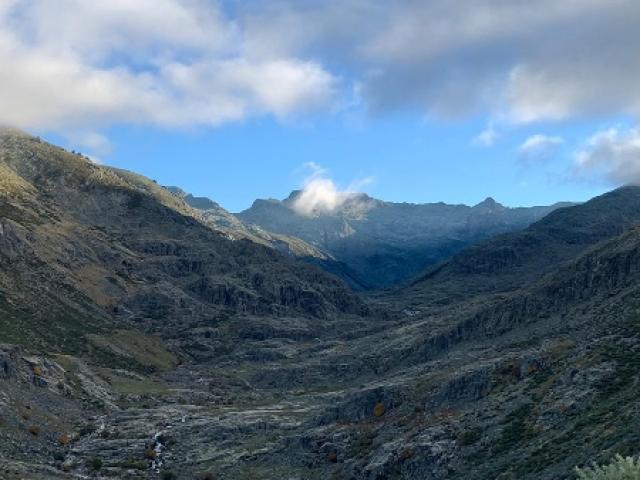 Espagne - Bouquetin Ibérique Ibex de Gredos
