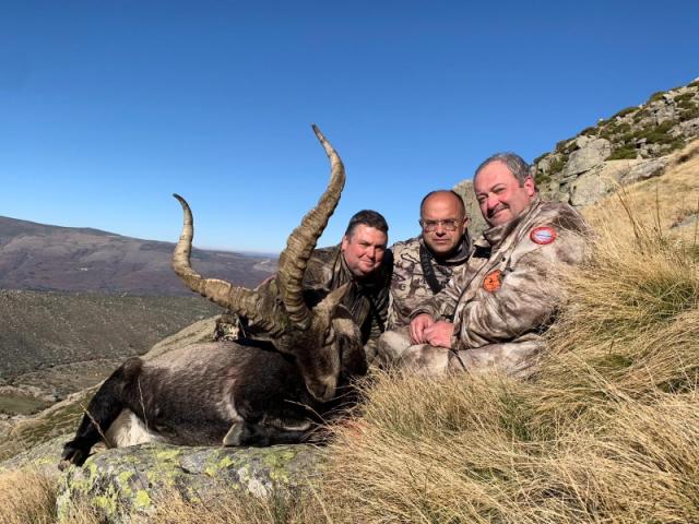 CHASSE DES BOUQUETINS IBERIQUES : IBEX DE GREDOS 