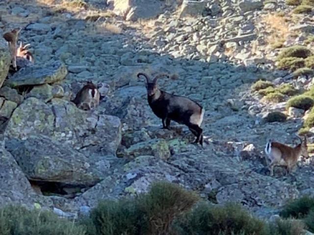 Espagne - Bouquetin Ibérique Ibex de Gredos