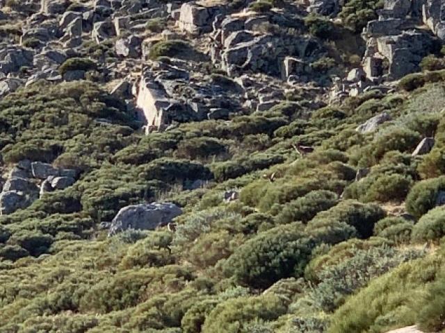 Espagne - Bouquetin Ibérique Ibex de Gredos