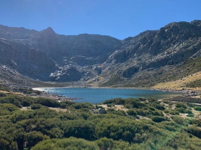 Espagne - Bouquetin Ibérique Ibex de Gredos