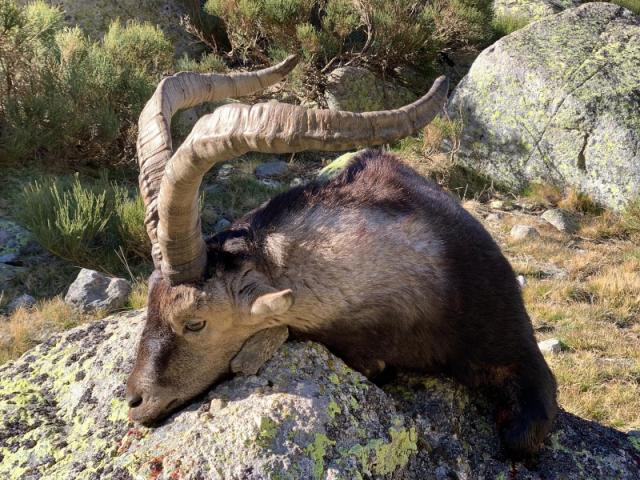 CHASSE DES BOUQUETINS IBERIQUES : IBEX DE GREDOS 