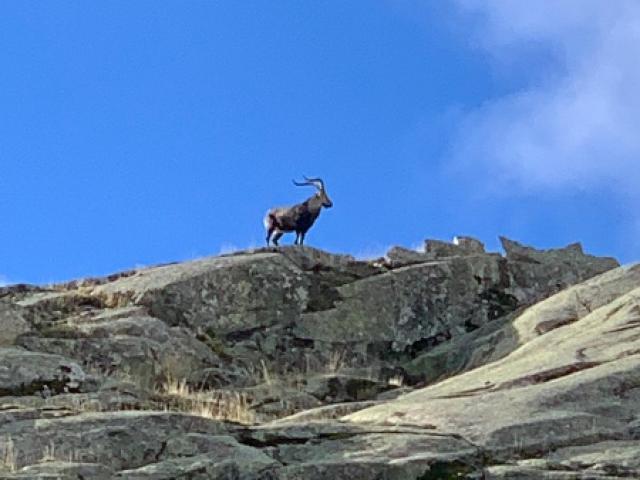 Espagne - Bouquetin Ibérique Ibex de Gredos