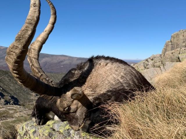 CHASSE DES BOUQUETINS IBERIQUES : IBEX DE GREDOS 