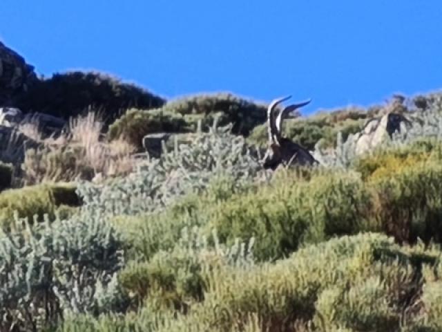 Espagne - Bouquetin Ibérique Ibex de Gredos