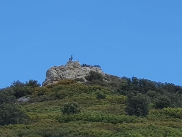 Espagne - Bouquetin Ibex Beceite