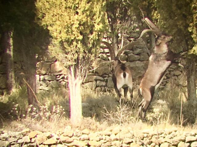 Espagne - Bouquetin Ibex Beceite