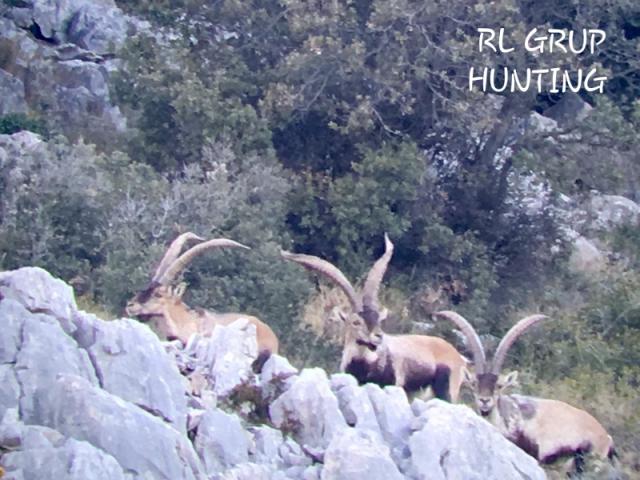 Espagne - Bouquetin Ibex Beceite