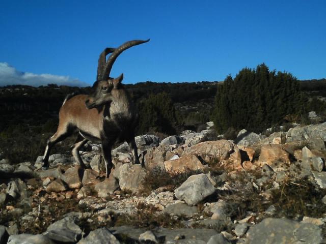 Espagne - Bouquetin Ibex Beceite