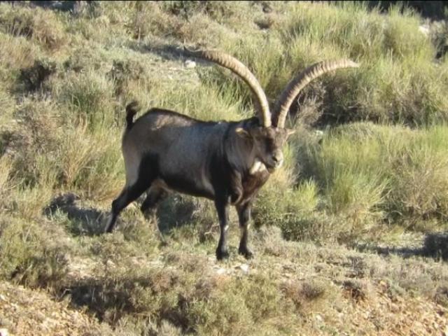 Espagne - Bouquetin Ibex Beceite