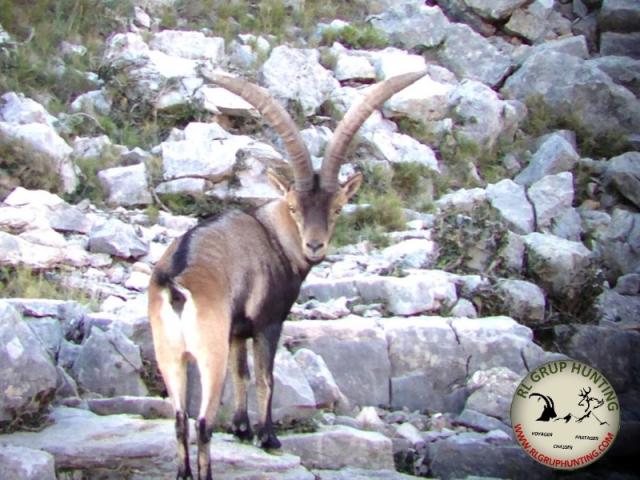 CHASSE DU BOUQUETIN D’ESPAGNE : IBEX BECEITE