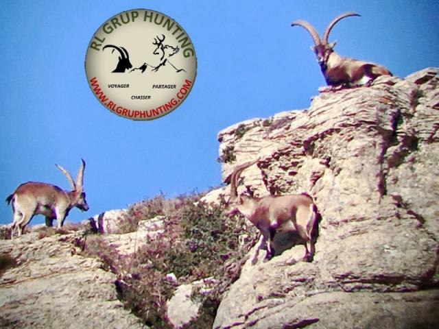 CHASSE DU BOUQUETIN D’ESPAGNE : IBEX BECEITE