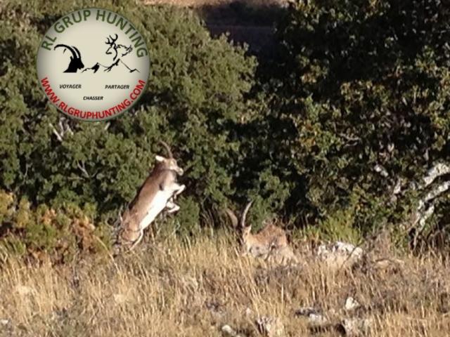 Espagne - Bouquetin Ibex Beceite
