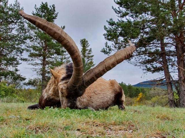 Espagne - Bouquetin Ibex Beceite