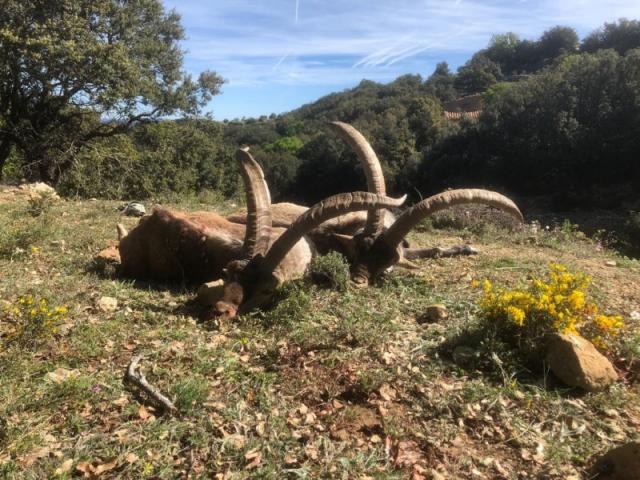 Espagne - Bouquetin Ibex Beceite