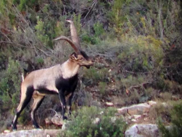 Espagne - Bouquetin Ibex Beceite