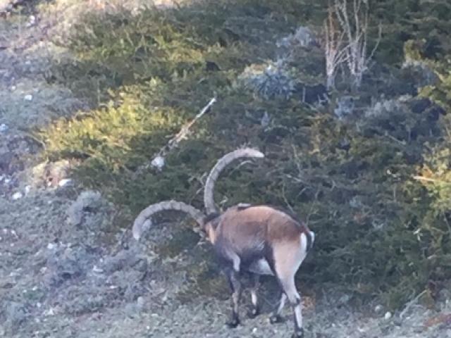 Espagne - Bouquetin Ibex Beceite