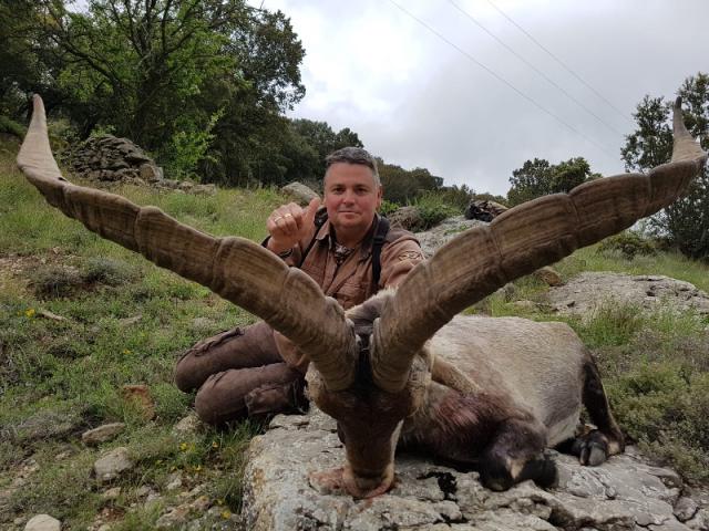 Espagne - Bouquetin Ibex Beceite
