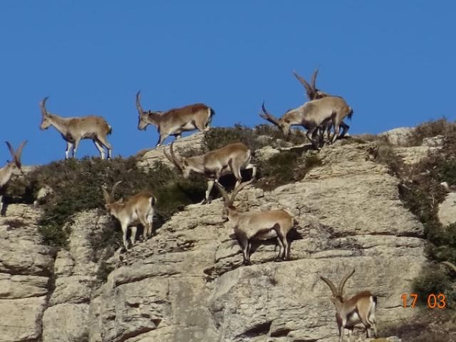 Espagne - Bouquetin Ibex Beceite
