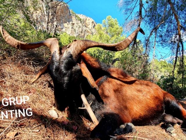 CHASSE DU BOC BALEAR : LA CHEVRE DES BALEARES 
