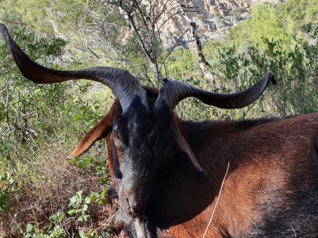 Espagne - Le Boc Balear 