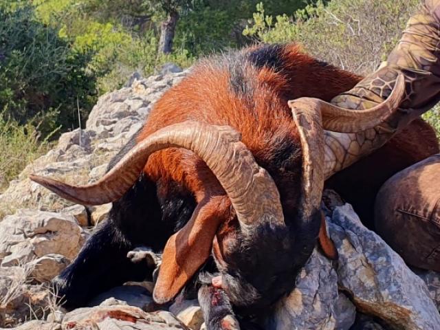 CHASSE DU BOC BALEAR : LA CHEVRE DES BALEARES 