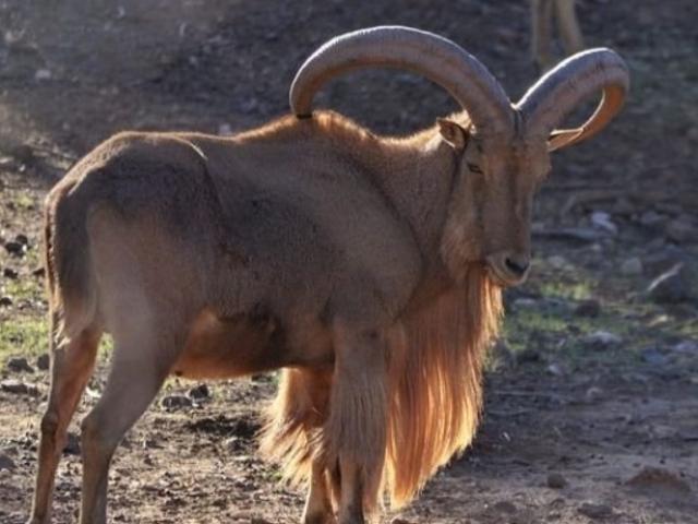 CHASSE DU MOUFLON À MANCHETTE (ARRUI)