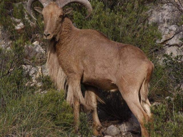 CHASSE DU MOUFLON À MANCHETTE (ARRUI)