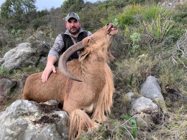 CHASSE DU MOUFLON À MANCHETTE (ARRUI)