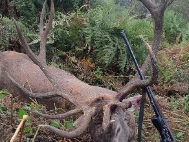 Roumanie - Brame du Cerf