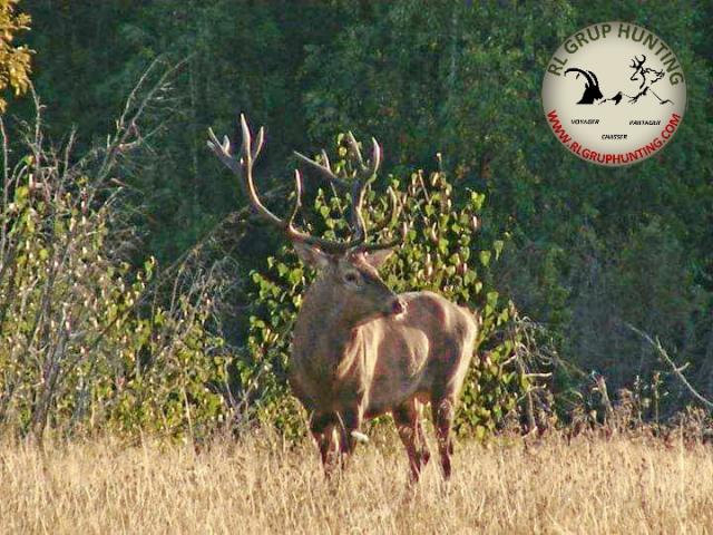 Roumanie - Brame du Cerf