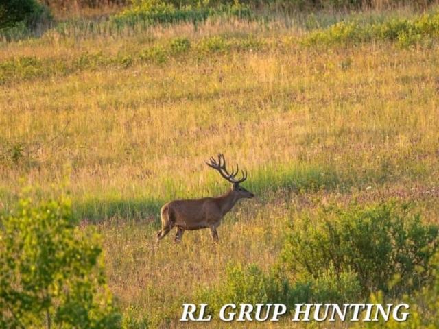 Roumanie - Brame du Cerf