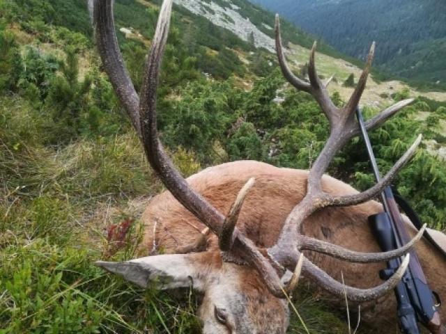 Roumanie - Brame du Cerf