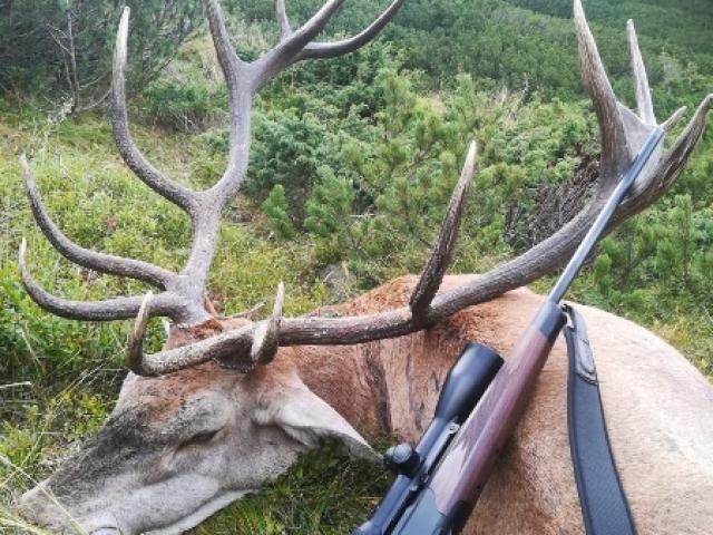 Roumanie - Brame du Cerf