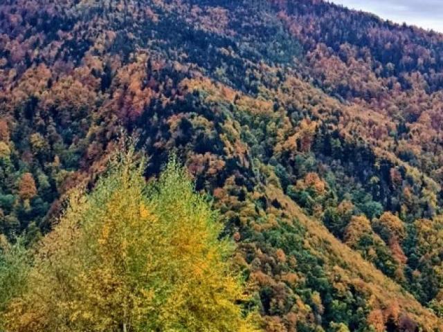 Roumanie - Brame du Cerf