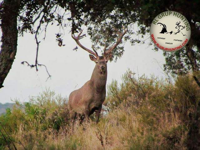 Roumanie - Brame du Cerf