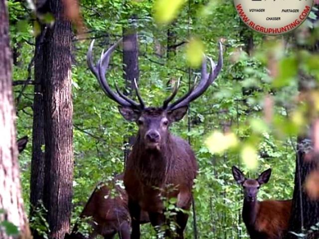 Roumanie - Brame du Cerf