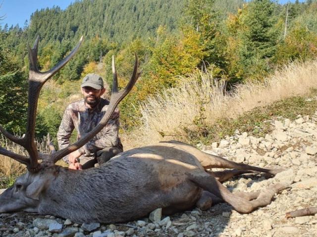 Roumanie - Brame du Cerf