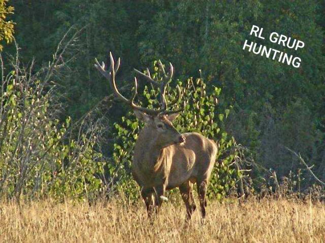 Roumanie - Brame du Cerf