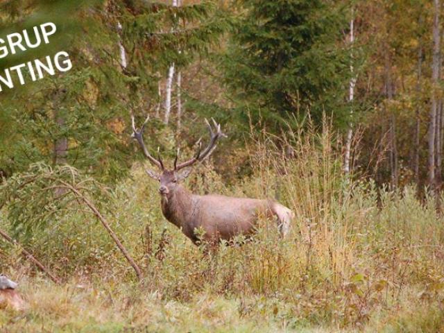 Roumanie - Brame du Cerf
