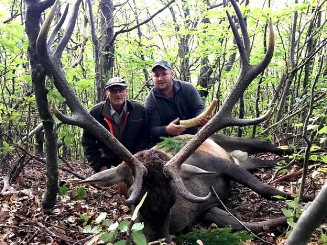 BRAME DU CERF 