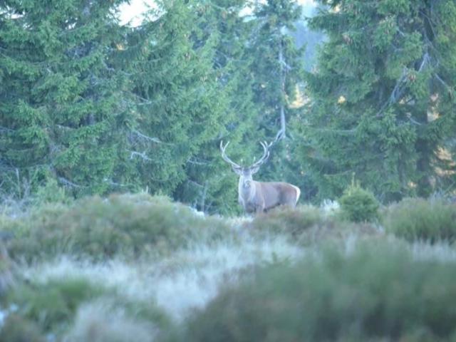 Roumanie - Brame du Cerf