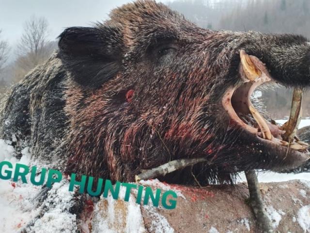 BATTUE DE SANGLIER EN TERRITOIRE DE MONTAGNE 