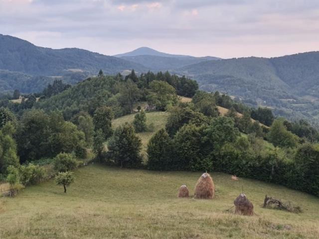 Roumanie - Brocard