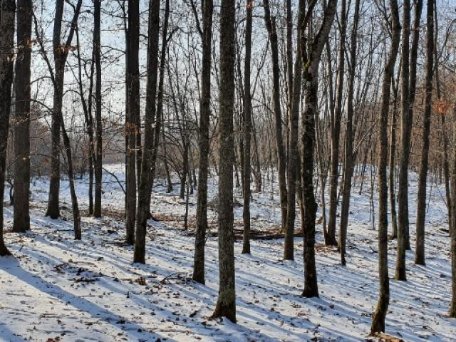 BATTUE DE SANGLIER EN TERRITOIRE VALLONNÉ BOISÉ 