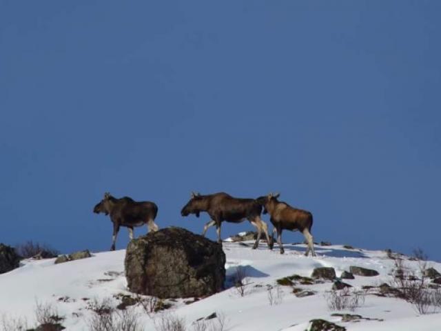Norvège - Territoire des phoques