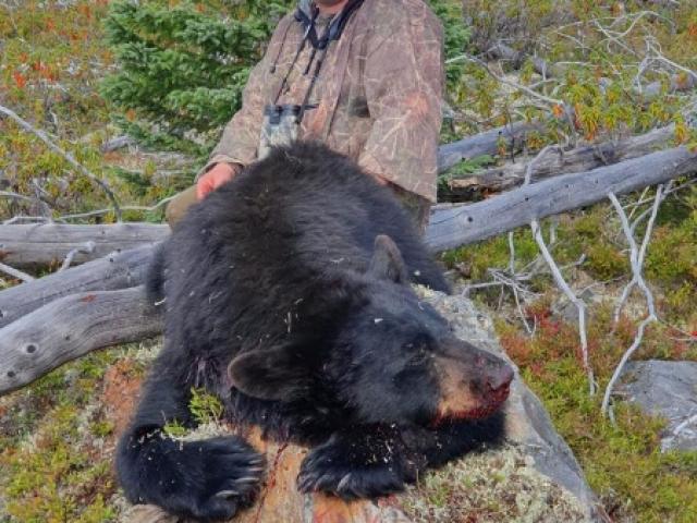 CHASSE À L’OURS NOIR À L’APPROCHE 