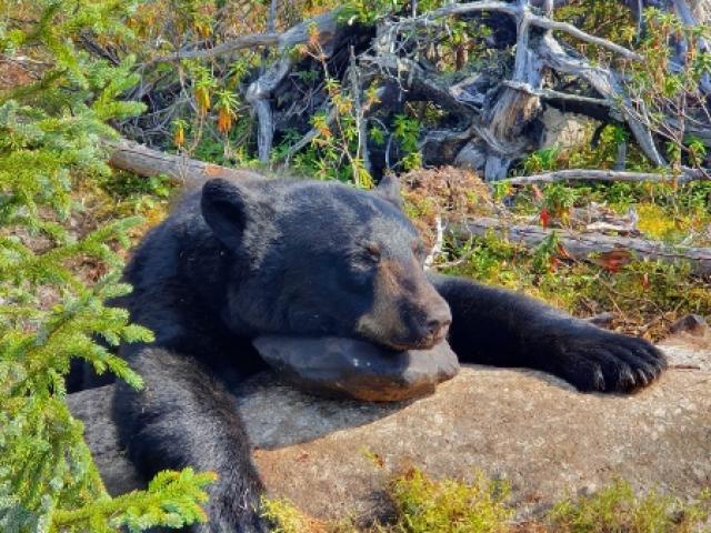 CHASSE À L’OURS NOIR À L’APPROCHE 