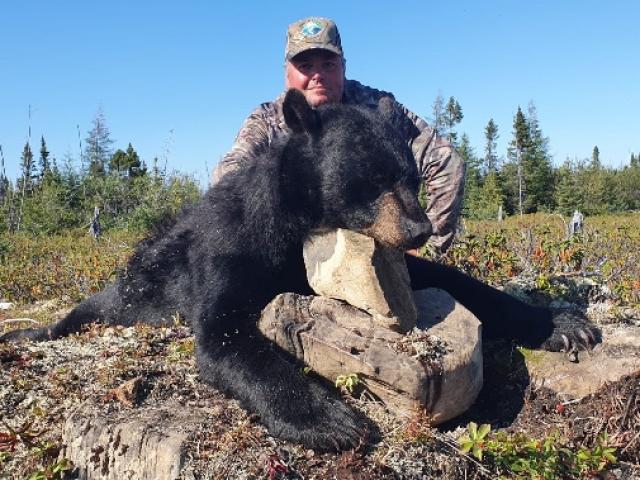 CHASSE À L’OURS NOIR À L’APPROCHE 