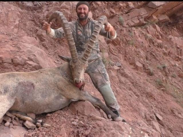 Tadjikistan - Ibex